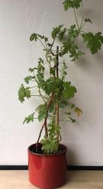 Rode roze geglazuurde vinyage jaren ‘50 bloempotten, Rond, Binnen, Ophalen of Verzenden, Minder dan 40 cm