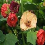 Abutilon zaden mix, Ophalen of Verzenden, Voorjaar, Volle zon, Zaad