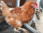 3 kippen en 1 haan., Dieren en Toebehoren, Maart, Vrouwelijk