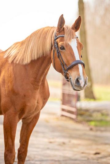 Bijrijdster (springen) gezocht beschikbaar voor biedingen