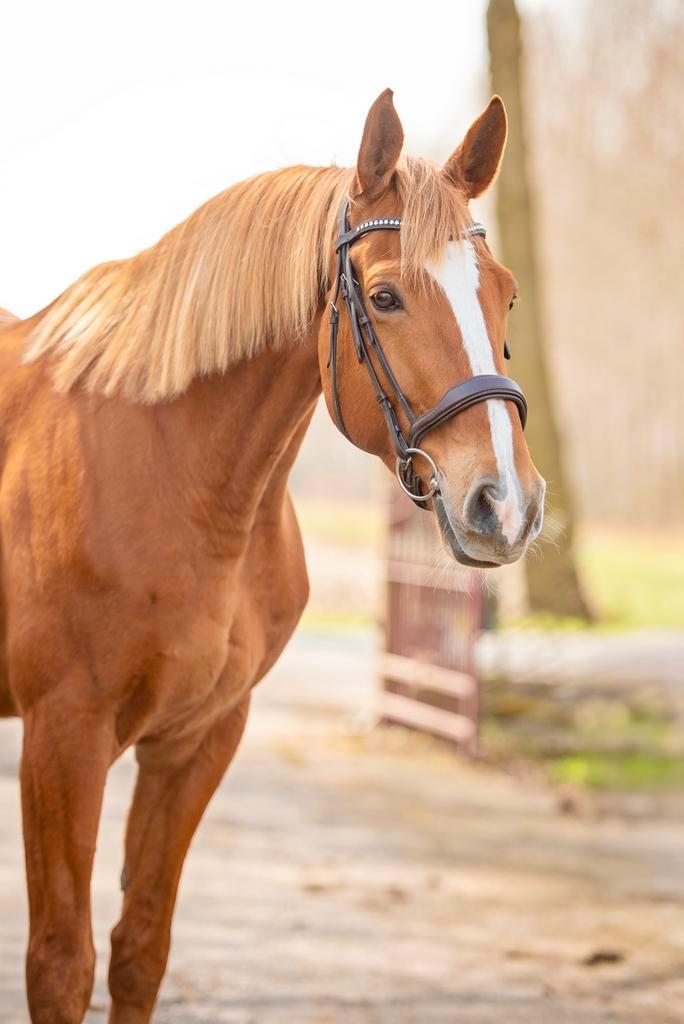 Bijrijdster (springen) gezocht, Vacatures, Vacatures | Cultuur, Recreatie en Sport