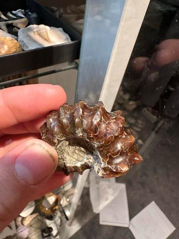 Prachtig grote ammoniet - fossiel beschikbaar voor biedingen