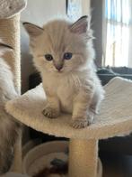 Five gorgeous lynx ragdoll kittens, Meerdere dieren, Ontwormd, 0 tot 2 jaar