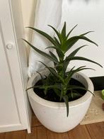 Aloë plant, vitaal, in Elho pot met wieltjes - Goed doel!, Tuin en Terras, Overige soorten, Volle zon, Vaste plant, Ophalen of Verzenden