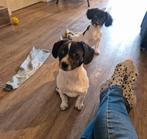 Leuke mix pups, Dieren en Toebehoren, Honden | Niet-rashonden, Reu, 8 tot 15 weken, Meerdere, Klein