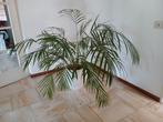 Grote palm inclusief keramiek pot, Ophalen, Overige soorten, Minder dan 100 cm