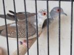 Diamantduifjes, Dieren en Toebehoren, Meerdere dieren, Tropenvogel, Geringd