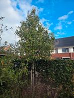 Conference perenboom +/- 6 jaar oud 4,5 meter hoog, Tuin en Terras, Ophalen, 400 cm of meer, Perenboom, Zomer