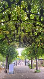 Huishoudelijke hulp aangeboden, Vanaf 10 jaar, Overige vormen