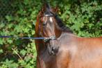 2,5 jarige Andalusier merrie., Dieren en Toebehoren, Paarden, Merrie, Dressuurpaard, 3 tot 6 jaar, 160 tot 165 cm