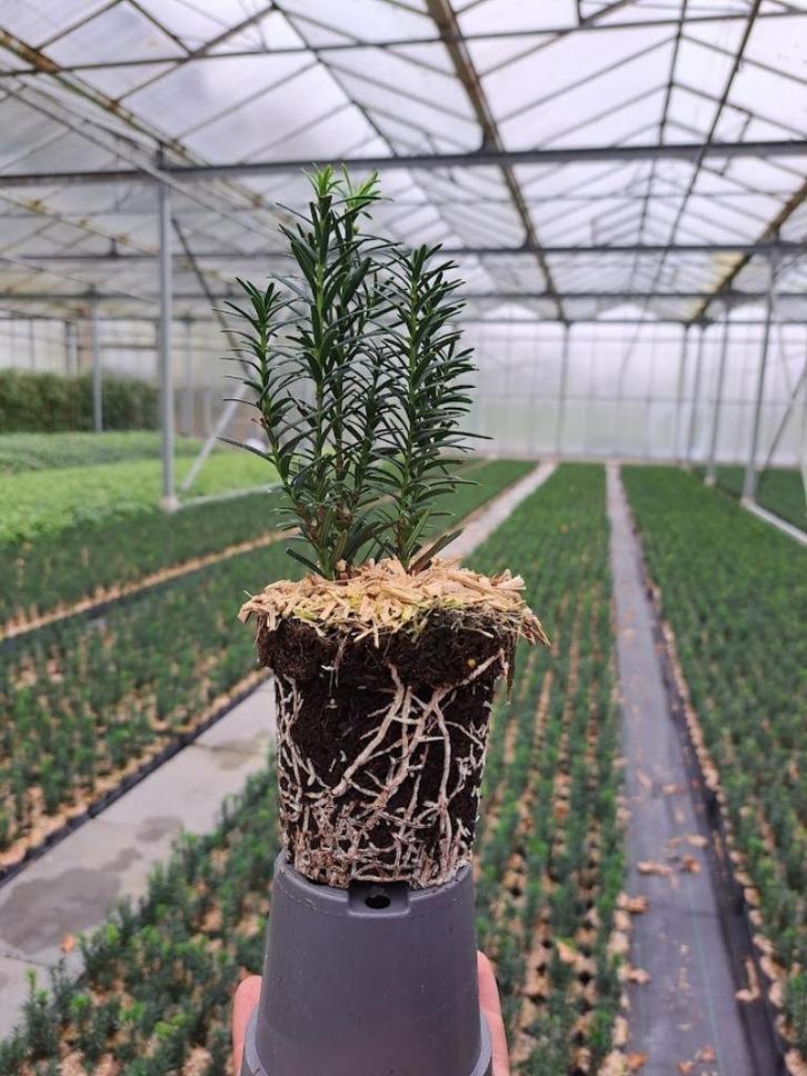 plantgoed boomkwekerij taxus prunus, Tuin en Terras, Planten | Struiken en Hagen, Haag, Overige soorten, Minder dan 100 cm, Ophalen
