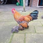 Sabelpoot kriel haan, Gratis., Dieren en Toebehoren, Pluimvee, Mannelijk, Kip