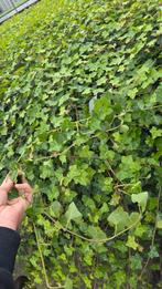 Klimop - Hedera Hibernica - sale - Lange ranken, Ophalen of Verzenden, Volle zon, Overige soorten
