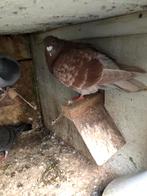 15 postduiven voor weinig ivm stoppen, Dieren en Toebehoren, Vogels | Duiven, Meerdere dieren, Postduif