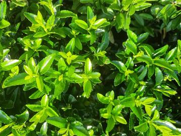 Kardinaalshoed Euonymus Green Spire 25–30 cm beschikbaar voor biedingen
