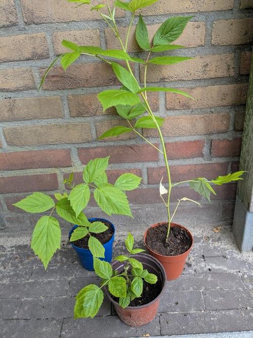 stekje rode framboos frambozen plant, Tuin en Terras, Planten | Fruitbomen, Overige soorten, Minder dan 100 cm, Ophalen