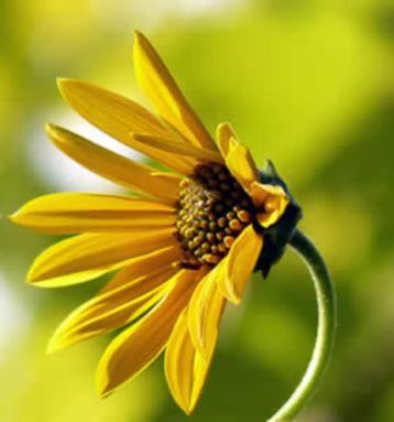 Aardperen te koop  beschikbaar voor biedingen