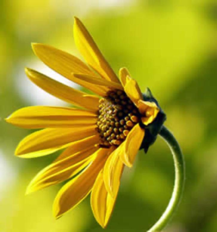 Aardperen te koop, Tuin en Terras, Planten | Tuinplanten, Vaste plant, Groenteplanten, Volle zon, Herfst, Ophalen