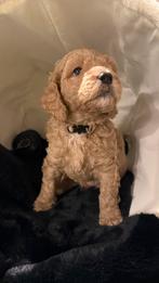 Te koop klein medium labradoodle puppy reutje, Dieren en Toebehoren, Overige rassen, CDV (hondenziekte), 8 tot 15 weken, Meerdere