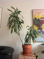 Drakenbloedboom kamerplant inc pot 160cm hoog plant, Ophalen, Halfschaduw, 150 tot 200 cm