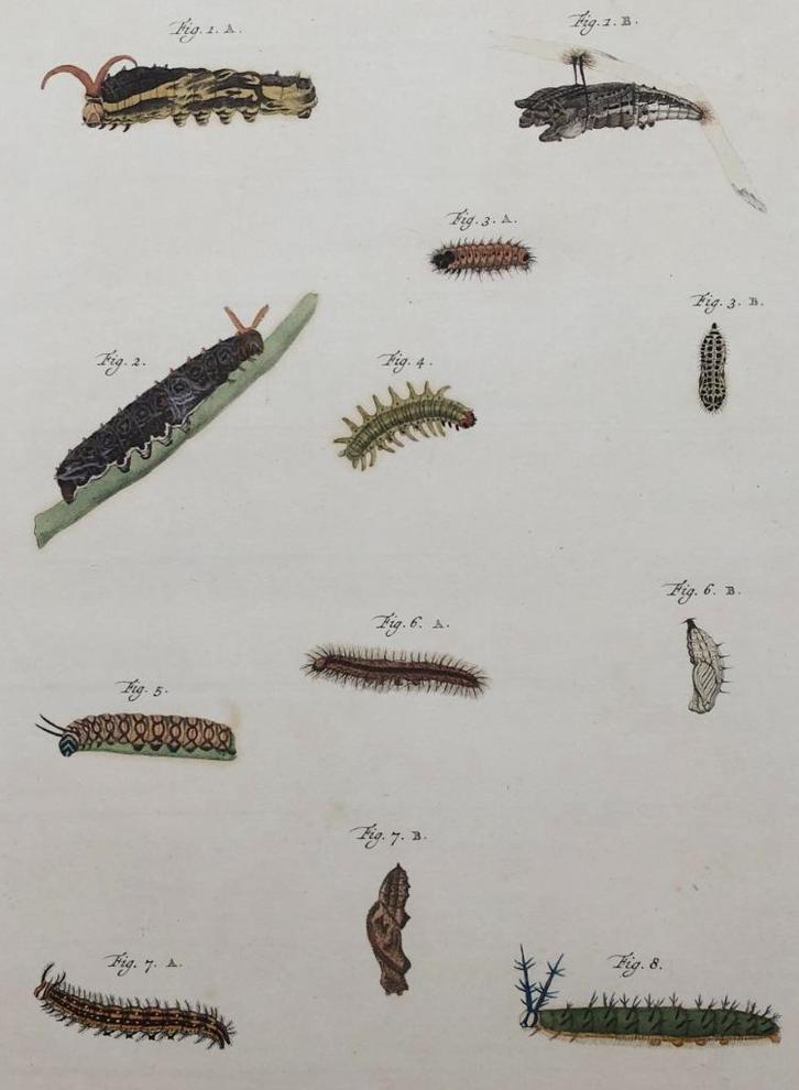 Antieke vlinder rupsen prent, Antiek en Kunst, Kunst | Etsen en Gravures, Ophalen of Verzenden