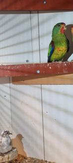 Swift man, Dieren en Toebehoren, Mannelijk, Parkiet
