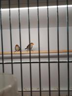 Oranje kaakjes, Dieren en Toebehoren, Vogels | Overige Vogels, Meerdere dieren, Tropenvogel, Geringd