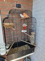 Kanaries manje en popje met Kooi, Dieren en Toebehoren, Vogels | Hokken en Kooien, Ophalen of Verzenden, Zo goed als nieuw, Hout