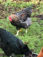 Haan, Dieren en Toebehoren, Pluimvee, Mannelijk, Kip