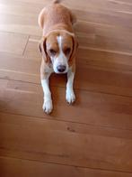 Oppas voor onze beagle in de zomervakantie bij u thuis., Diensten en Vakmensen, Dieren | Honden | Verzorging, Oppas en Les, Pension of Dagopvang