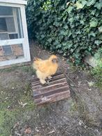 Bruine Zijdehoender haan met zwarte staart, Dieren en Toebehoren, Pluimvee