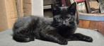 2 super leuke kittens zoeken huis., Dieren en Toebehoren, Katten en Kittens | Overige Katten