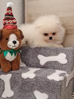 💕Pomerian puppy reu💕, Dieren en Toebehoren, België, Particulier, Reu, 8 tot 15 weken