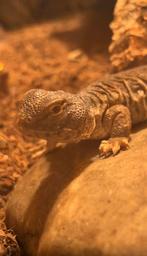 Uromastyx nigriventris doornstaartagaam, Dieren en Toebehoren, Hagedis, 0 tot 2 jaar