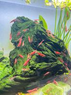 Vuurgarnalen, Dieren en Toebehoren, Vissen | Aquariumvissen, Kreeft, Krab of Garnaal