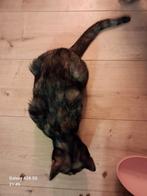 Donker schildpad poesje,  geënt en gechipt., Dieren en Toebehoren, Katten en Kittens | Overige Katten, Poes