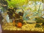 Guppy's te koop, Vis