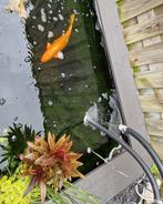 Oranje Spiegelkarper, Dieren en Toebehoren, Karper of Koi