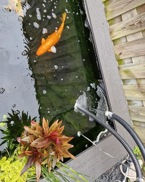 Oranje Spiegelkarper, Dieren en Toebehoren, Vissen | Vijvervissen, Karper of Koi