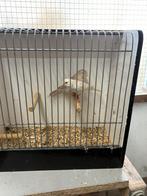 Koppel kanaries, Meerdere dieren, Kleurkanarie