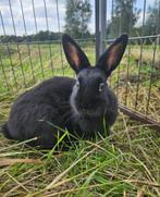 Morris zoekt een huisje! (ram gecastreerd en gevaccineerd), Dieren en Toebehoren, Konijnen, Mannelijk, Klein, 0 tot 2 jaar