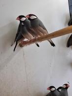 Rijstvogel | Tropische vogels | Passend advies, Dieren en Toebehoren, Meerdere dieren, Tropenvogel