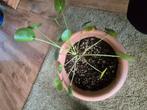Pilea peperomioides pannenkoekplant, Ophalen, Halfschaduw, Minder dan 100 cm
