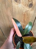 Philodendron imperial pink variegata plant halfmoon, Ophalen of Verzenden, Halfschaduw, Minder dan 100 cm