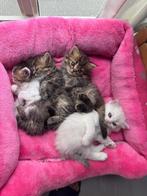 Kittens brits lange haar, Dieren en Toebehoren, Katten en Kittens | Raskatten | Korthaar, Meerdere dieren, Ontwormd, 0 tot 2 jaar