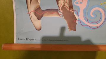 Oude schoolplaten biologie  beschikbaar voor biedingen
