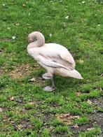 Knobbel zwaan, Geslacht onbekend, Gans of Zwaan