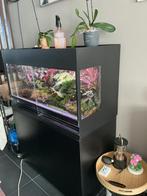 Dutch Rana Terarium 100x50x50cm compleet, Dieren en Toebehoren, Ophalen, Gebruikt, Tak, Plant, Rots of Steen