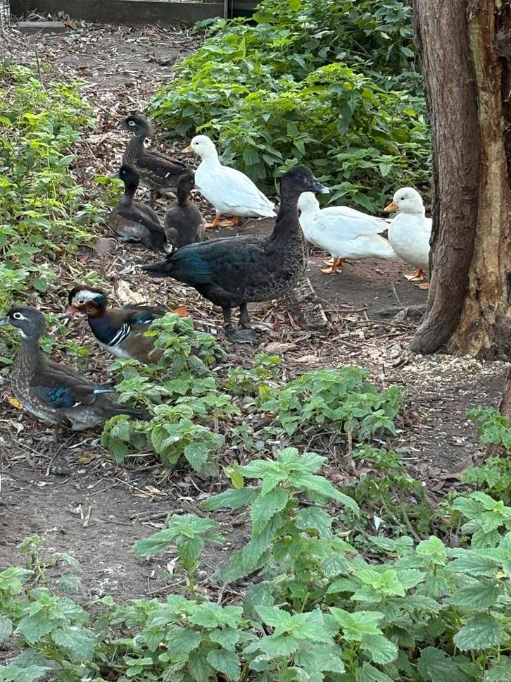 Siereenden, Dieren en Toebehoren, Pluimvee, Eend, Meerdere dieren