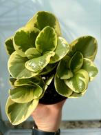 Peperomia obt. Variegata P12, Huis en Inrichting, Kamerplanten, Ophalen of Verzenden, Overige soorten, Minder dan 100 cm